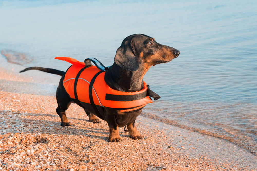 Pet Dachshund with life jacket